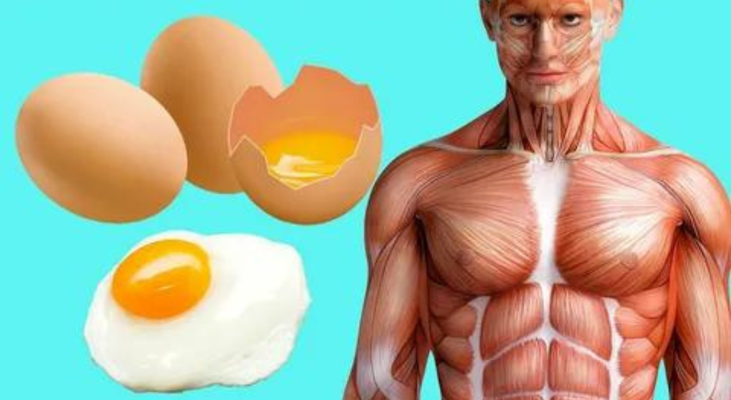 “What Happens to Your Body When You Eat 2 Eggs a Day – You’ll Be Surprised by #3!”